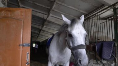 Ahırda beyaz at. At biniciliği.