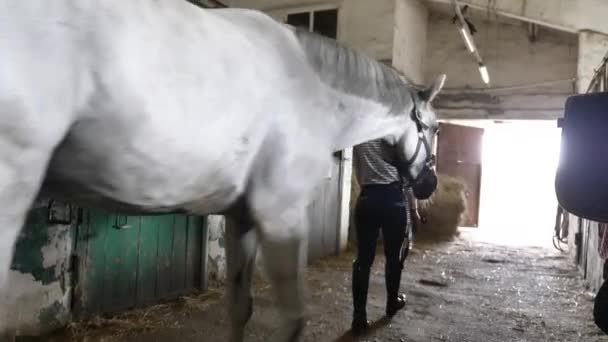 Жокей Ведет Лошадь Белая Лошадь Крупный План — стоковое видео