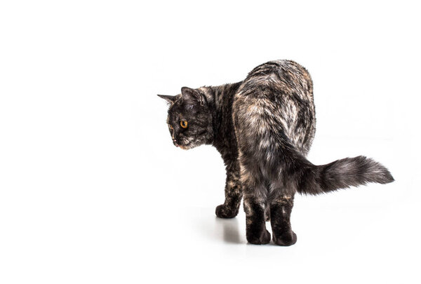 Scottish cat with yellow eyes walking away on a white background