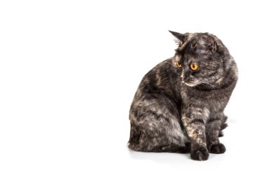 Sarı gözlü İskoç kedisi beyaz bir arka planda oturuyor.