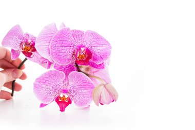 Güzel mor orkide dalları beyaz arkaplanda phalaenopsis