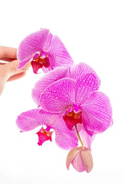 Güzel mor orkide dalları beyaz arkaplanda phalaenopsis