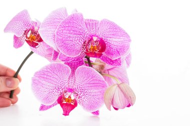 Güzel mor orkide dalları beyaz arkaplanda phalaenopsis