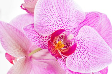 Tek pembe orkide çiçeği beyaz arkaplanda izole edilmiş. Yakın plan.
