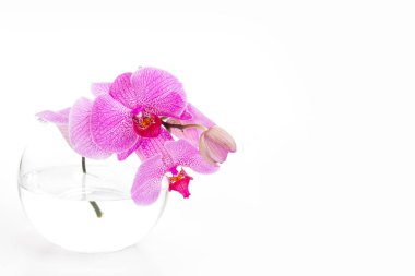 Beyaz arkaplanda izole edilmiş cam vazoda mor orkide penisi.