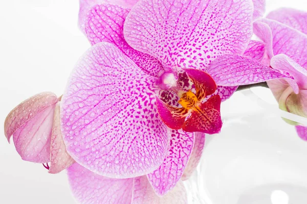 Flor Orquídea Rosa Aislada Sobre Fondo Blanco Cerca — Foto de Stock