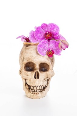 Beyaz arka planda mor penisenopsis orkideli vazo kafatası