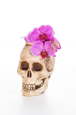 Beyaz arka planda mor penisenopsis orkideli vazo kafatası