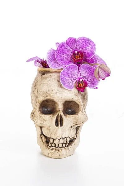 Vaso Crânio Com Orquídeas Falaenopsis Roxo Fundo Branco — Fotografia de Stock