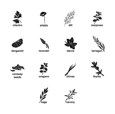 Baharat hazır. Cilantro, haşhaş, dereotu, marjoram, bergamot, lavanta, stevia, tarhun, karanfil tohumu, kekik, kekik, adaçayı, tuz. El çizimi biçim çizimleri.