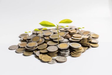 paralar ile beyaz arka plan üzerinde iş kavramı için bitki