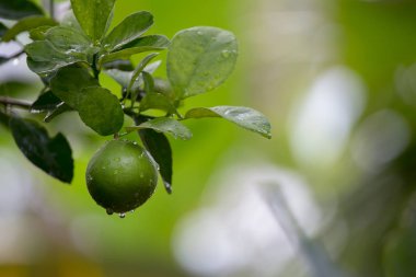bir limon ağacı üzerinde taze limon
