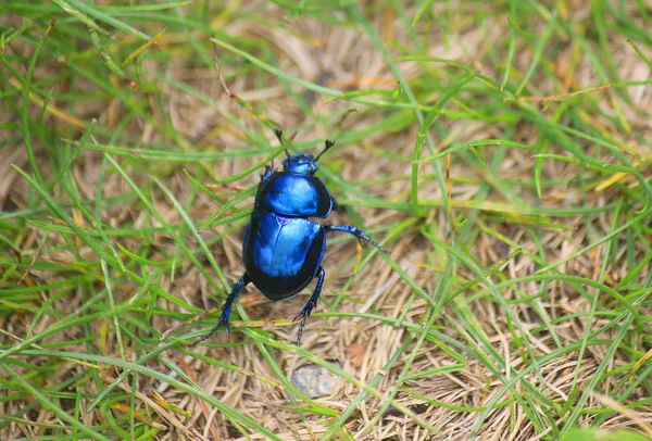 Escarabajo Hierba — Foto de Stock