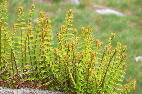 some ferns closed in mountain