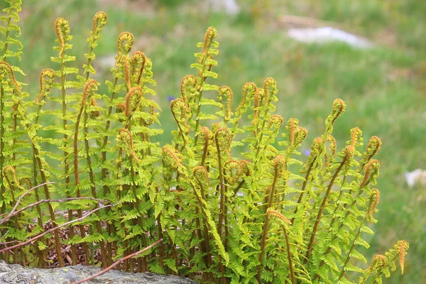 Algunos Helechos Cerrados Montaña Imagen De Stock