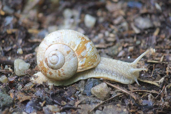 Caracol Bosque Después Lluvia — Foto de Stock