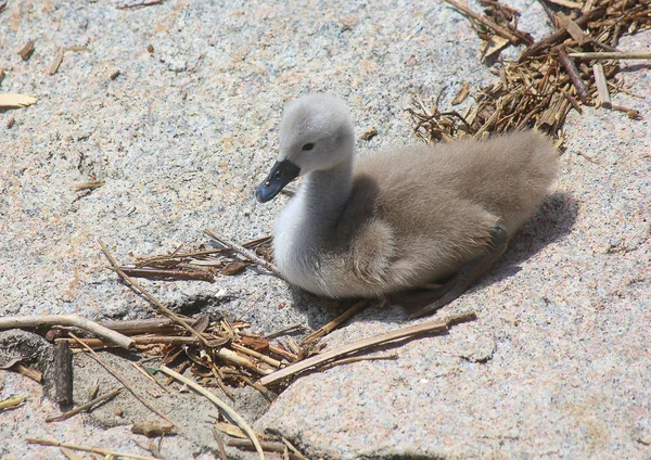 Petit Poussin Oie Sur Pierre — Photo