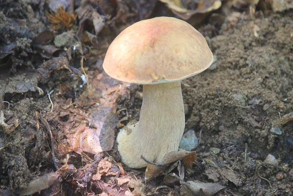 在森林里食用的蘑菇 — 图库照片