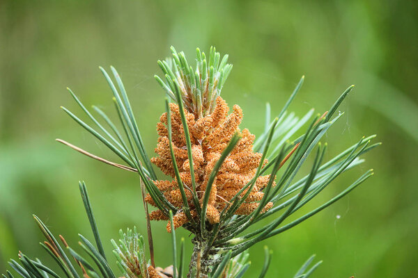 сосновая ветвь весной
