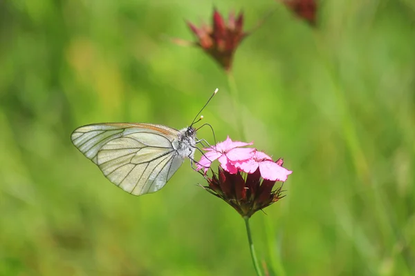 Perfil Borboleta Flor — Fotografia de Stock