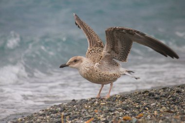 Plaj Açık kanatlı bir martı