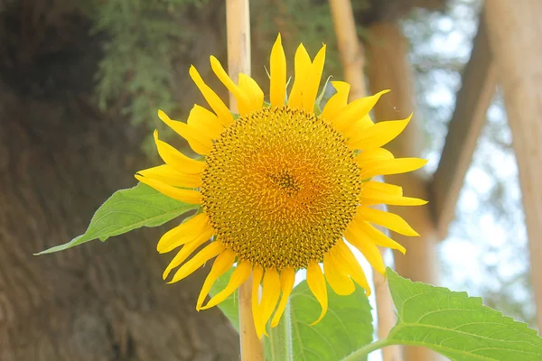 Sunflower Plant Summer — Stock Photo, Image