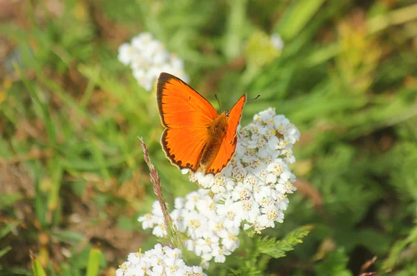 Ein Schmetterling Auf Der Wiese Sommer — Stockfoto