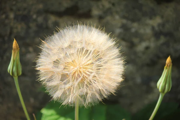 Квітка Кульбаба Горі — стокове фото