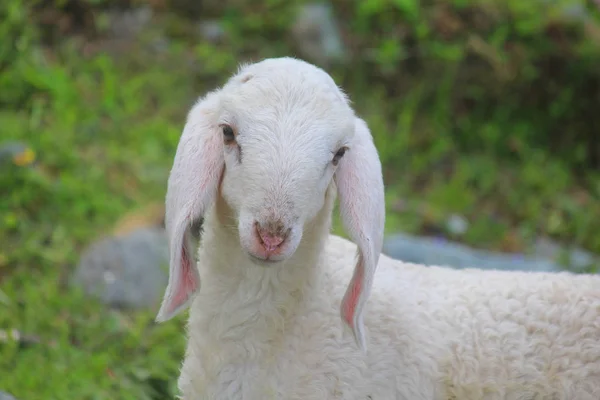 Lamb Mountain Meadow — Stock Photo, Image