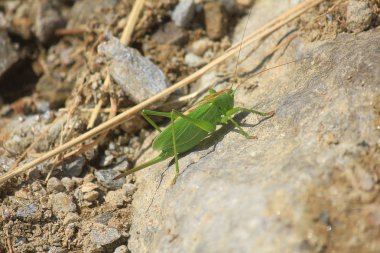 bir kriket taşlar üzerinde