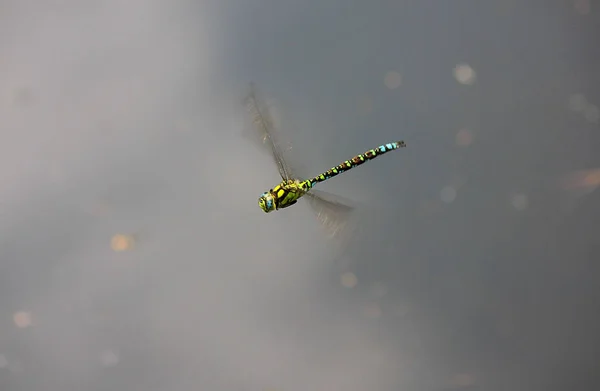 Une Libellule Sur Eau Lac — Photo