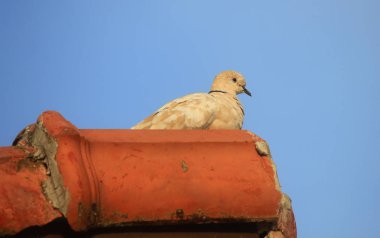 kumrum çatı kutunun üzerindeki