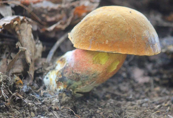 Een Paddenstoel Het Najaar Een Forest — Stockfoto