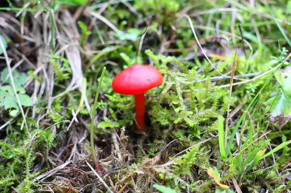 植物中的红蘑菇 — 图库照片