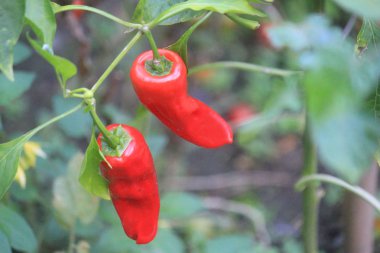 bahçede biraz biber