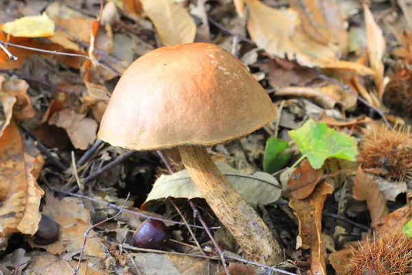 Cogumelo Porcino Comestível Floresta — Fotografia de Stock