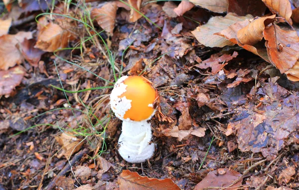 Een Paddestoel Niet Eetbare Onder Bladeren Het Bos — Stockfoto