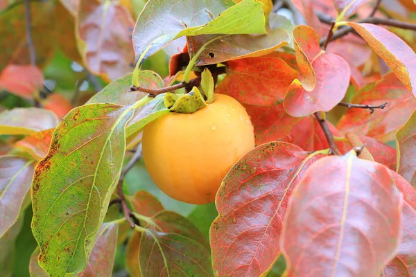 Persimmon Leaves Autumn — Stock Photo, Image