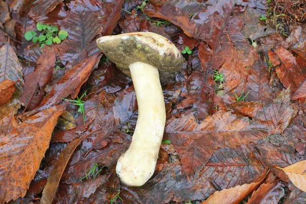 Een Grote Porcino Paddestoel Bladeren — Stockfoto