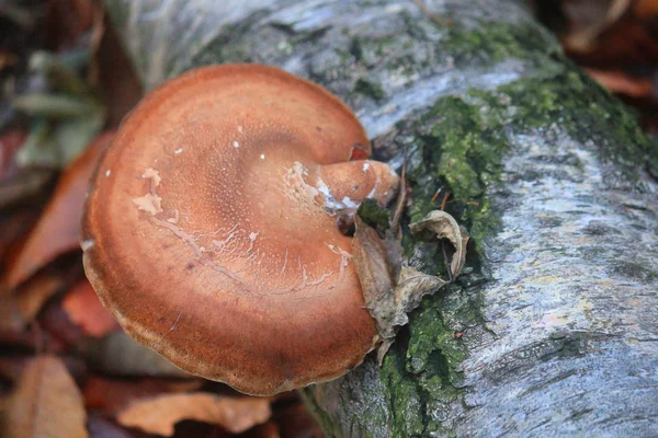 나무 껍질에 성장 하는 버섯 — 스톡 사진
