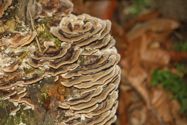 Ağaç kabuğu üzerinde büyüyen mantar