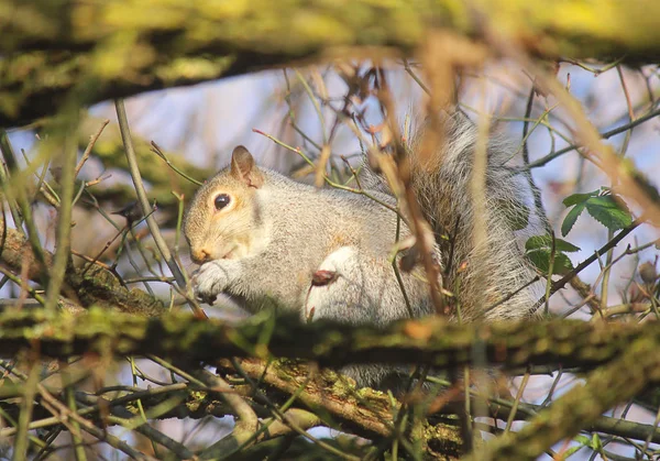 다람쥐는 나무에 — 스톡 사진
