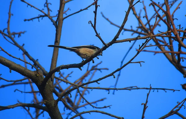 Eine Meise Auf Den Ästen Eines Baumes — Stockfoto