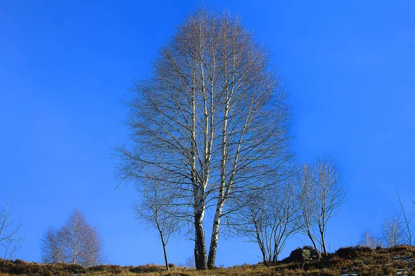 겨울에 산에서 — 스톡 사진