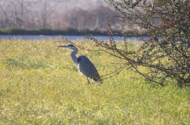 Kış alanında bir gri balıkçıl