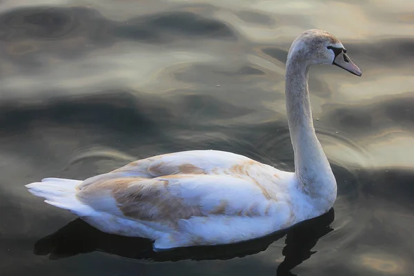 Cisne Joven Lago —  Fotos de Stock