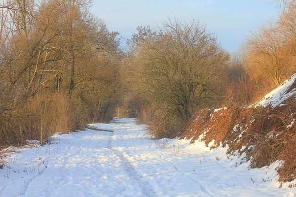 Panoráma Télen Hóval Borított Erdő — Stock Fotó
