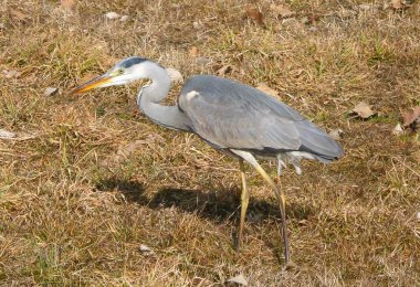 Çayırda bir balıkçıl
