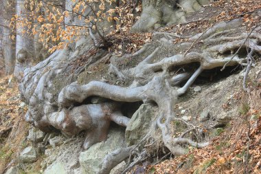 Ağaç köklerini kapat