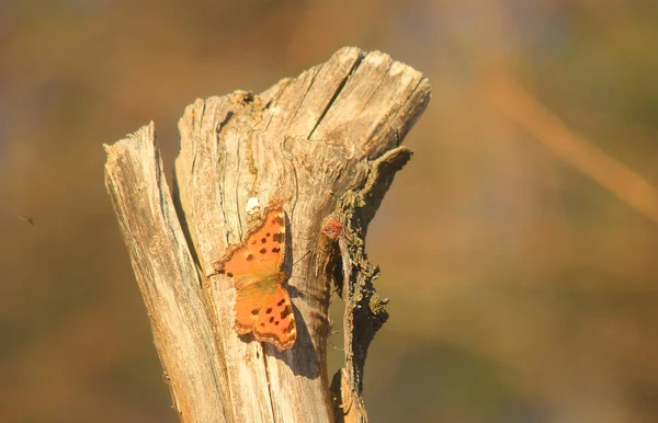 Vlinder op het hout — Stockfoto